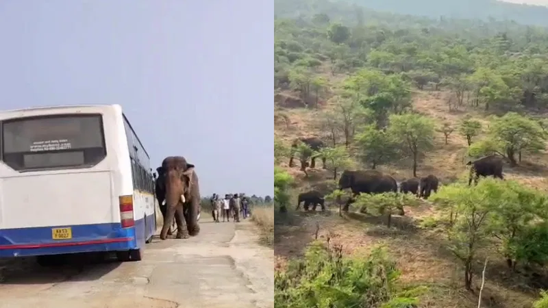 ಬಿಎಂಟಿಸಿಯನ್ನು ಅಡ್ಡಗಟ್ಟಿದ ಗಜಪಡೆ – ಪ್ರಯಾಣಿಕರು ಶಾಕ್ BMTC blockaded by mobs – passengers shocked