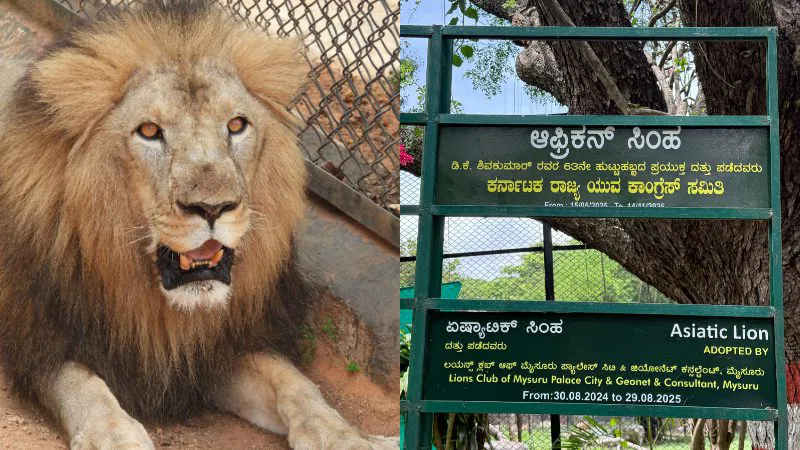 ಡಿಕೆಶಿ ಜನ್ಮದಿನದ ಅಂಗವಾಗಿ ಆಫ್ರಿಕನ್ ಸಿಂಹ ದತ್ತು ಪಡೆದ ಯುವ ಕಾಂಗ್ರೆಸ್ Youth Congress adopts African lion as part of DKSH’s birthday