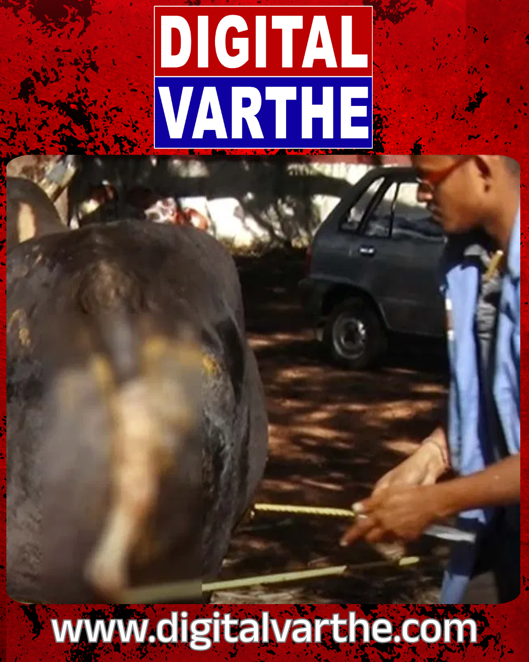 ಹಸುವಿನ  ಬಾಲ ಕತ್ತರಿಸಿ  ವಿಕೃತಿ ಮೆರೆದ ಕಿಡಿಗೇಡಿಗಳು